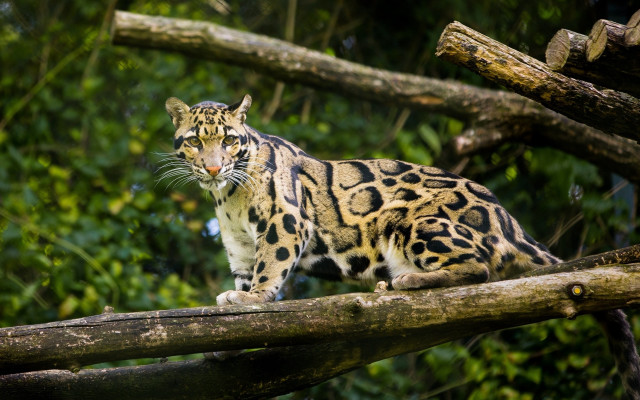 Large cat forest jaguar leopard free wallpaper for desktop - medium preview image