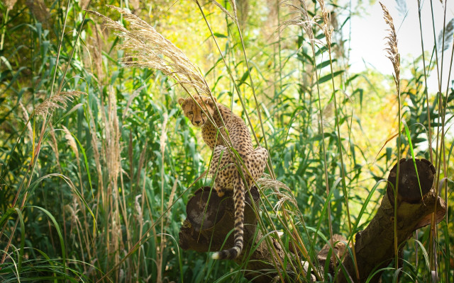 Leopard tallgrass forest ruins moss free wallpaper for desktop - medium preview image