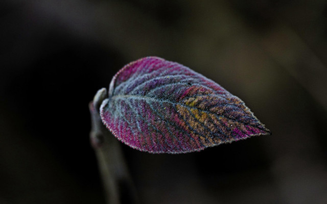 Leaf holography saturated macro background free wallpaper for desktop - medium preview image