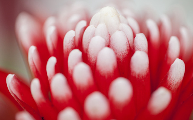 Red flower white tips macro free wallpaper for desktop - medium preview image