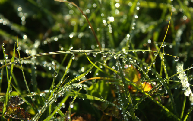 Dew drops grass yellow flower free wallpaper for desktop - medium preview image