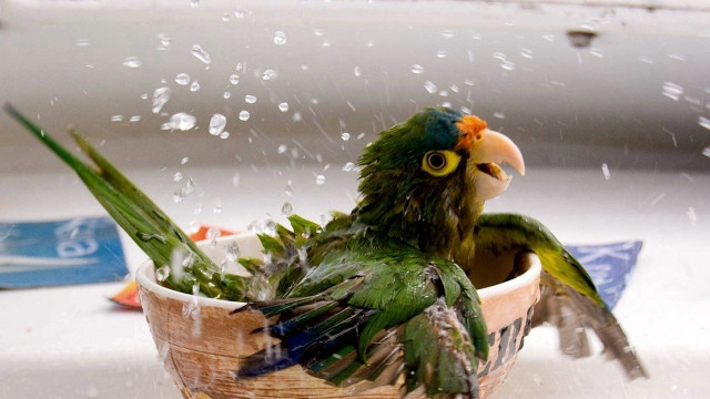 Green parrot water bowl wings free wallpaper for desktop - medium preview image