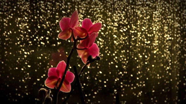 Flower rain droplet window bug free wallpaper for desktop - medium preview image