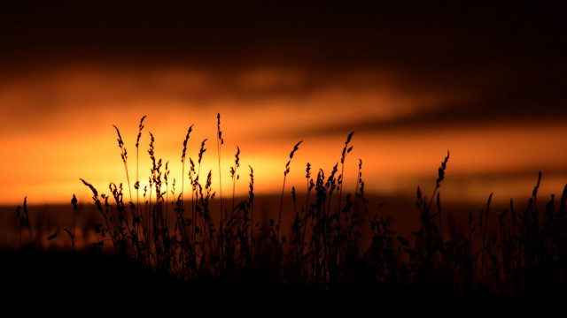 Sunset clouds grass bird dark free wallpaper for desktop - medium preview image