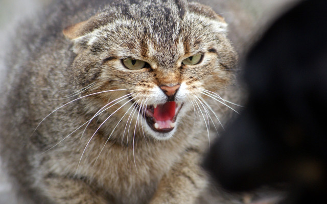 Cat angry open mouth realistic free wallpaper for desktop - medium preview image