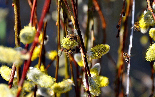 Yellow flowers bee macro ecological free wallpaper for desktop - medium preview image