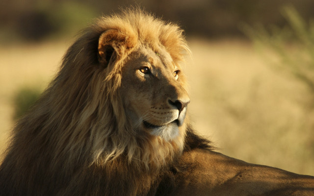 Lion camera focus wildlife naturalism free wallpaper for desktop - medium preview image