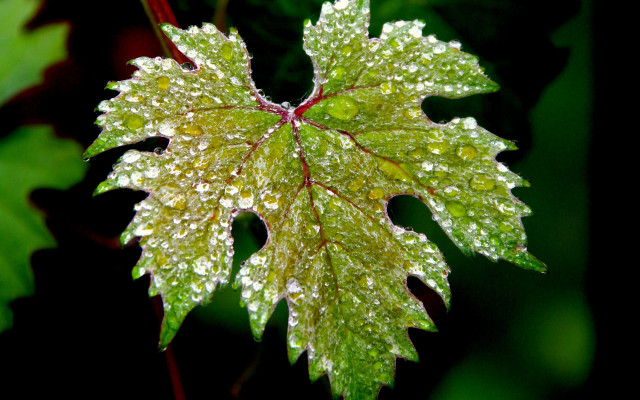 Leaf water droplets forest macro free wallpaper for desktop - medium preview image