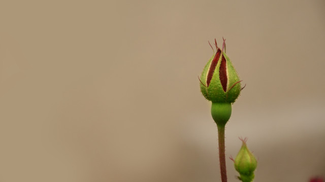 Flower bud green stem red free wallpaper for desktop - medium preview image