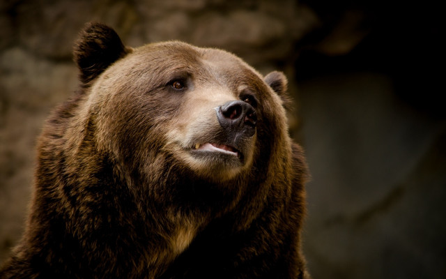 Brown bear looking up mouth free wallpaper for desktop - medium preview image