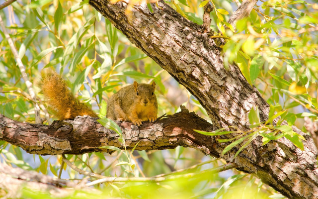 Squirrel branch tree nature photography free wallpaper for desktop - medium preview image