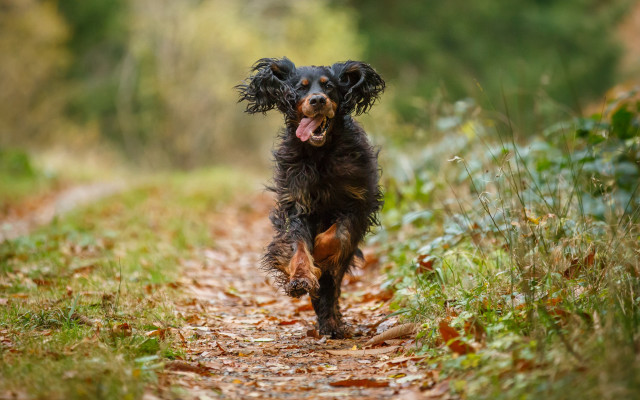 Dog running dirt road forest free wallpaper for desktop - medium preview image