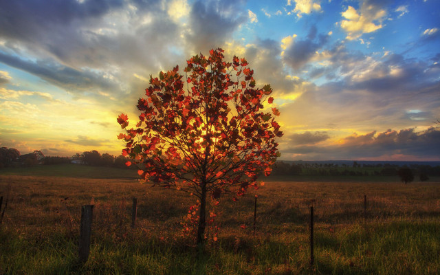 Tree field sunset clouds fence free wallpaper for desktop - medium preview image
