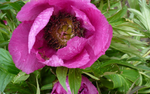Pink flower green stem water free wallpaper for desktop - medium preview image