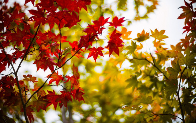 Tree red leaves green background free wallpaper for desktop - medium preview image