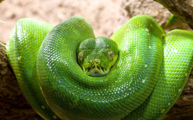Green snake curled on branch #2 free wallpaper for desktop - medium preview image