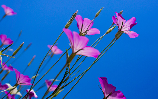 Purple flowers vase summer butterfly free wallpaper for desktop - medium preview image