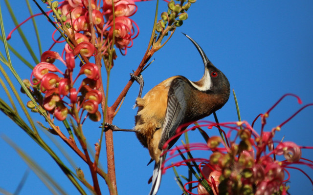 Bird branch redflowers blue sky free wallpaper for desktop - medium preview image