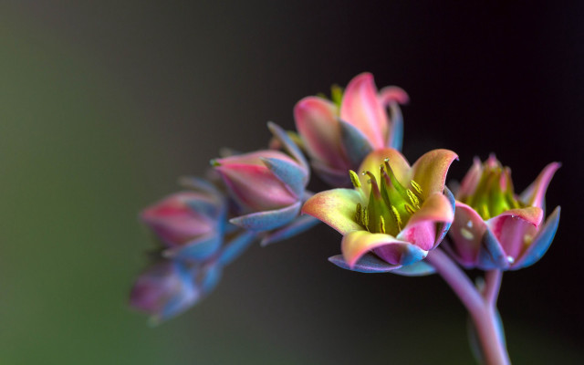 Pink flower macro blurry background #5 free wallpaper for desktop - medium preview image