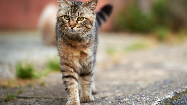 Cat road bokeh tiltshift photorealistic free wallpaper for desktop - medium preview image