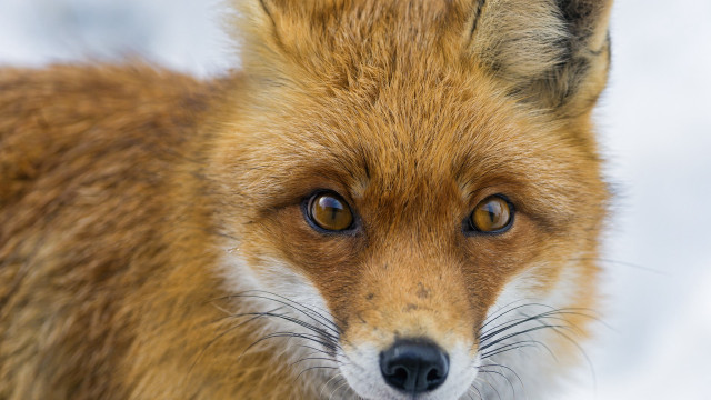 Fox face snow blue sky free wallpaper for desktop - medium preview image