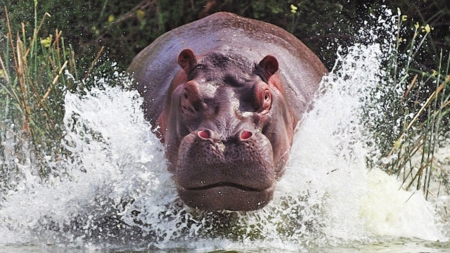Hippo splash river forest nature free wallpaper for desktop - medium preview image
