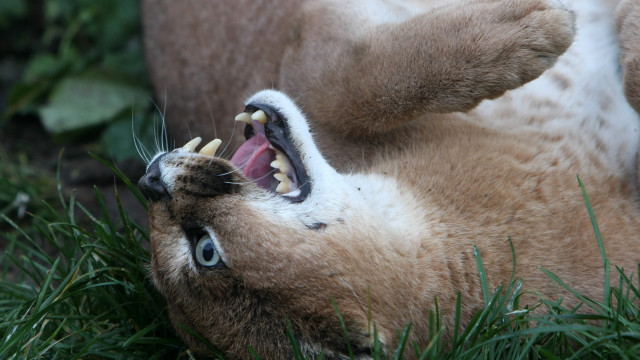 Cat open mouth teeth grass free wallpaper for desktop - medium preview image