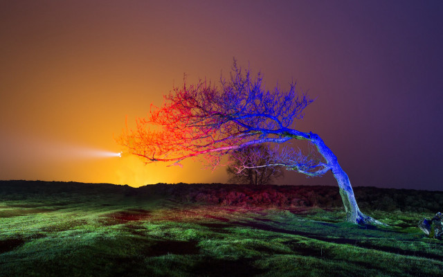 Colorful light tree night sky free wallpaper for desktop - medium preview image