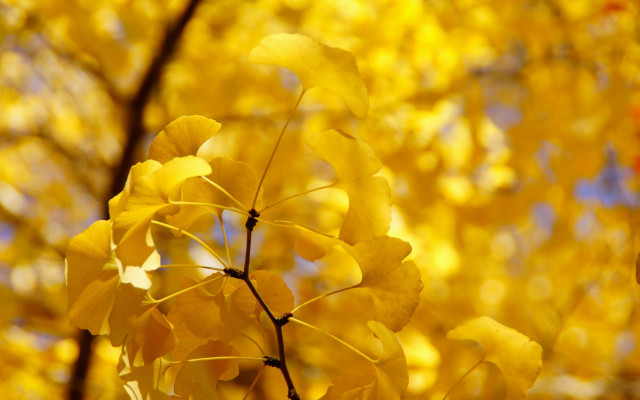 Yellow tree autumn leaves blue free wallpaper for desktop - medium preview image