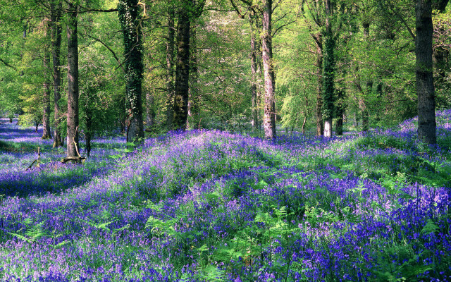 Blue flowers forest impressionist scenery free wallpaper for desktop - medium preview image