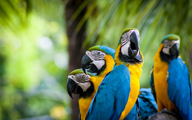 Three parrots colorful branch bokeh free wallpaper for desktop - medium preview image