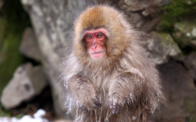 Monkey snow rockwall rednose daualsset free wallpaper for desktop - medium preview image