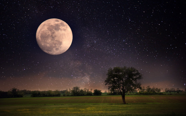 Full moon tree field stars free wallpaper for desktop - medium preview image