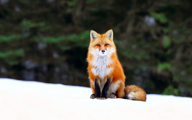Red fox snowy forest bokeh #3 free wallpaper for desktop - medium preview image