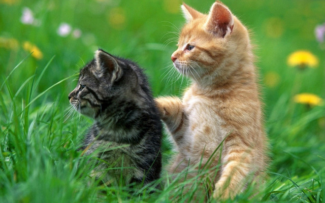 Kittens playing grass flowers blurry free wallpaper for desktop - medium preview image