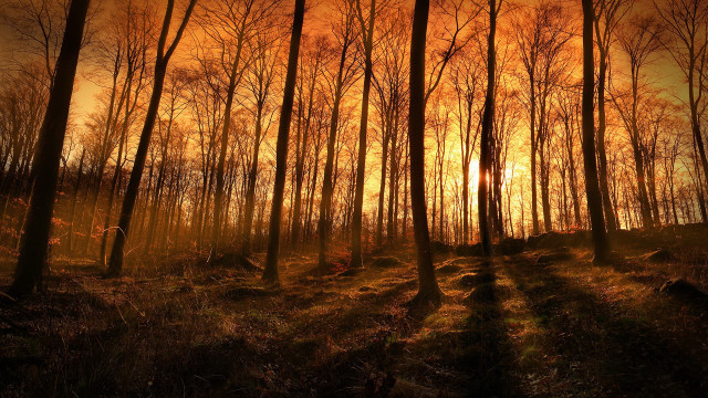 Forest sunset trees moon fireworks free wallpaper for desktop - medium preview image