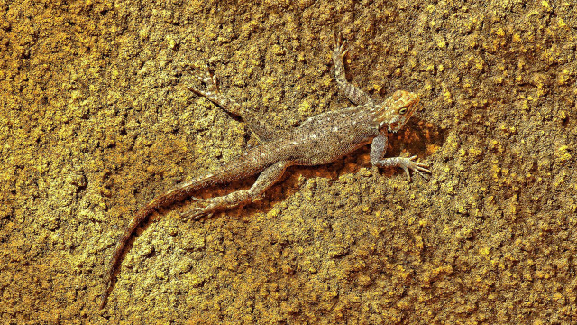 Lizard dirt yellow brown black free wallpaper for desktop - medium preview image