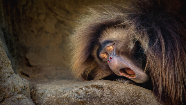 Monkey rock mouth open tongue free wallpaper for desktop - medium preview image