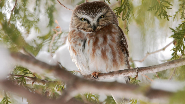Owl brown white snow branch free wallpaper for desktop - medium preview image