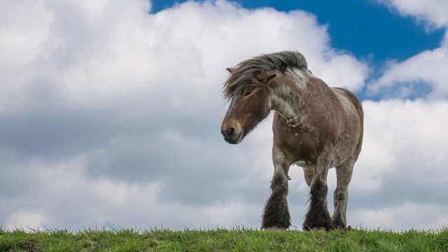 Horse longhair grassyhill clouds blue free wallpaper for desktop - medium preview image