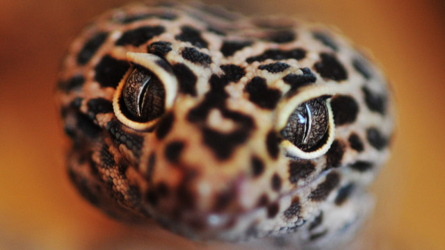 Leopard closeup detailed eyes blurry free wallpaper for desktop - medium preview image