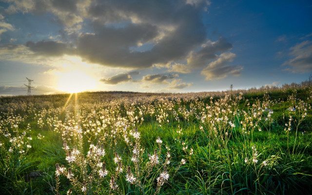 Flower field sunset clouds windmill free wallpaper for desktop - medium preview image