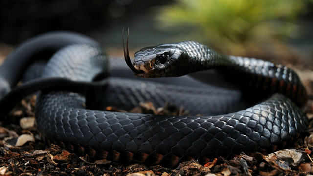 Black snake curling dirt leaves free wallpaper for desktop - medium preview image