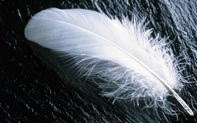 White feather water droplets night free wallpaper for desktop - medium preview image