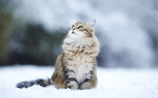 Cat snow winter aurora night free wallpaper for desktop - medium preview image