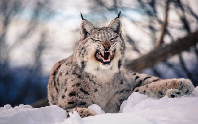 Snow leopard yawning snow sharp free wallpaper for desktop - medium preview image