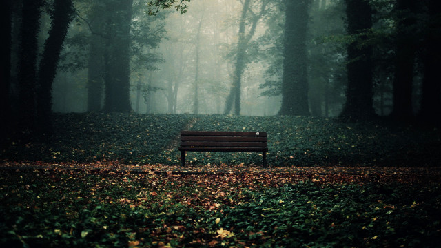 Forest bench mist light rays free wallpaper for desktop - medium preview image