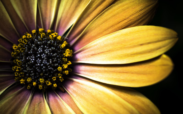 Yellow flower macro black background #2 free wallpaper for desktop - medium preview image