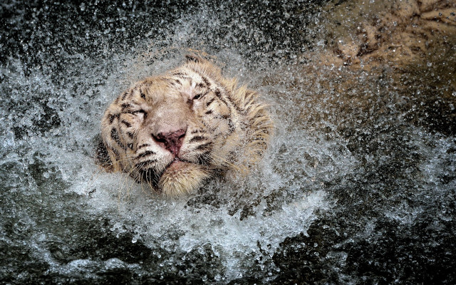 White tiger water smiling night free wallpaper for desktop - medium preview image