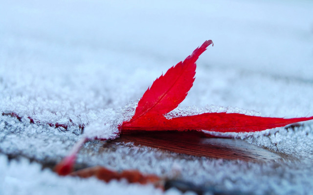 Red leaf snow macro blurry free wallpaper for desktop - medium preview image